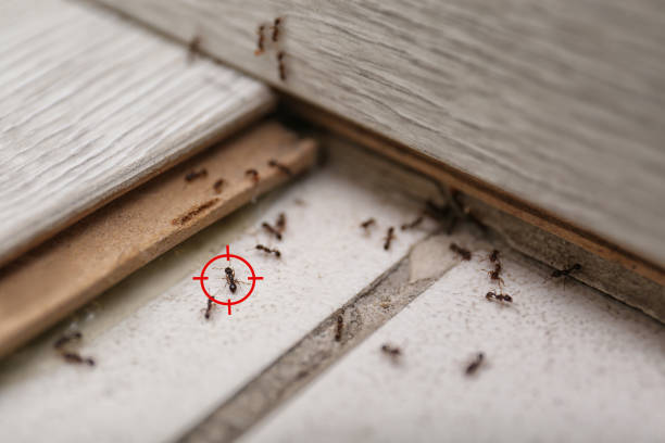 Best Insect Control  in Forney, TX