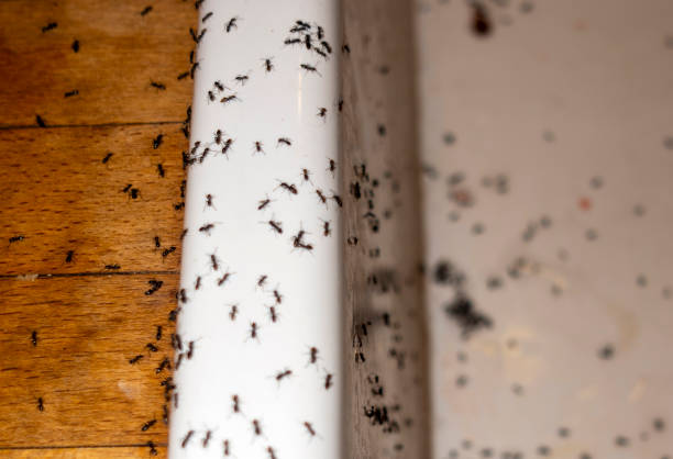 Best Mosquito Control Services  in Forney, TX
