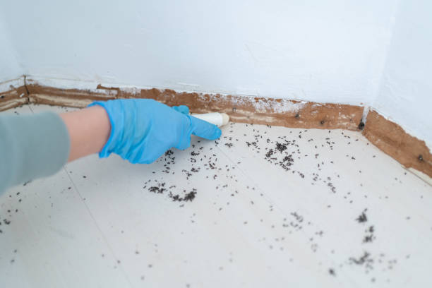 Flea Control Services in Forney, TX